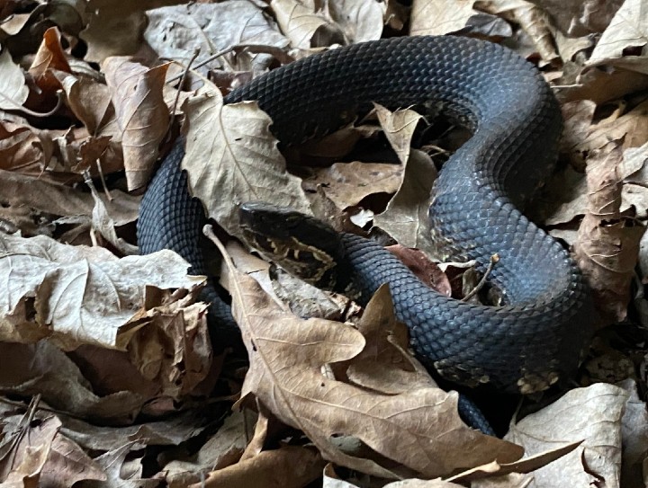 Cottonmouth